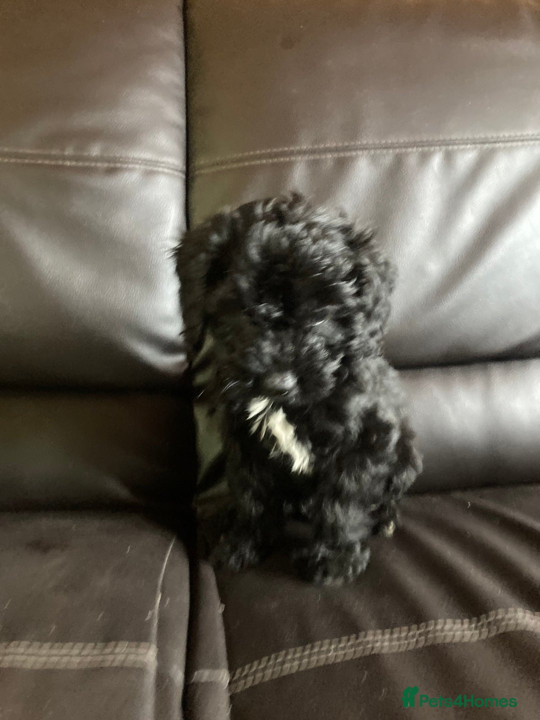 Cockapoo dogs for sale: Cockapoos  - Image 25