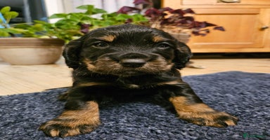 Cocker Spaniel dogs - Advert 13
