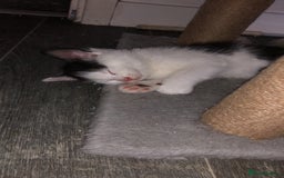 Domestic Shorthair cats for sale: 5 Beautiful kittens for sale  - Image 13