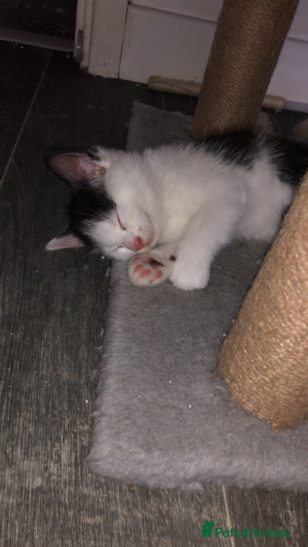 Domestic Shorthair cats for sale: 5 Beautiful kittens for sale  - Image 13