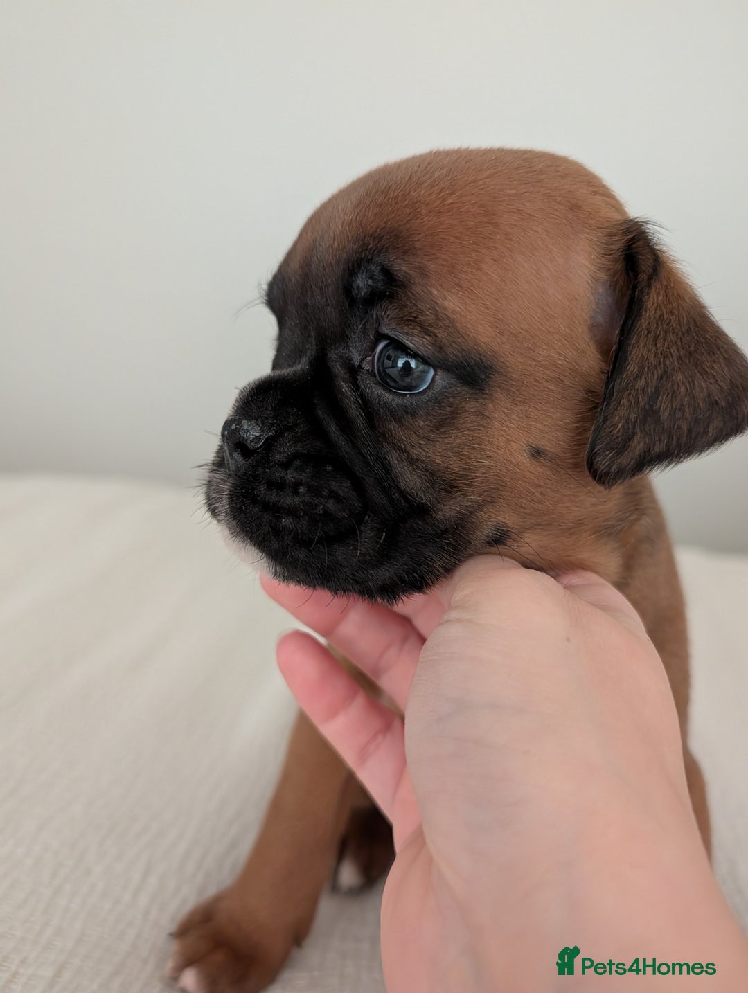 Boxer dogs for sale: Beautiful black mask bobtail/tailed boxer puppies  - Advert 28