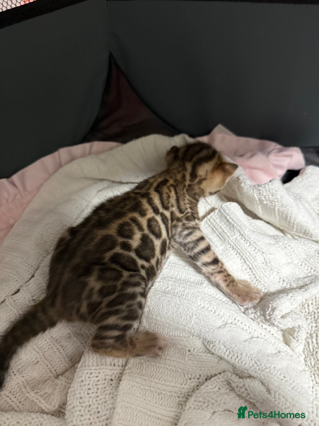 Bengal cats for sale: Pure Bengal Female kittens - Advert 15