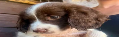 Sprocker 1