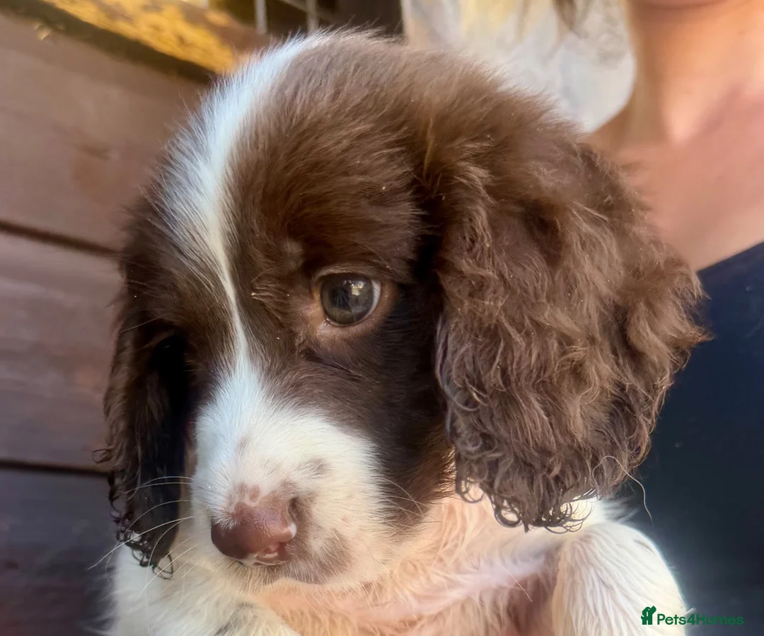 Sprocker dogs for sale: Sprocker puppys - Advert 1