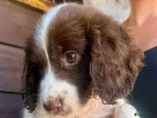 Sprocker dogs Sprocker puppys - Advert 1