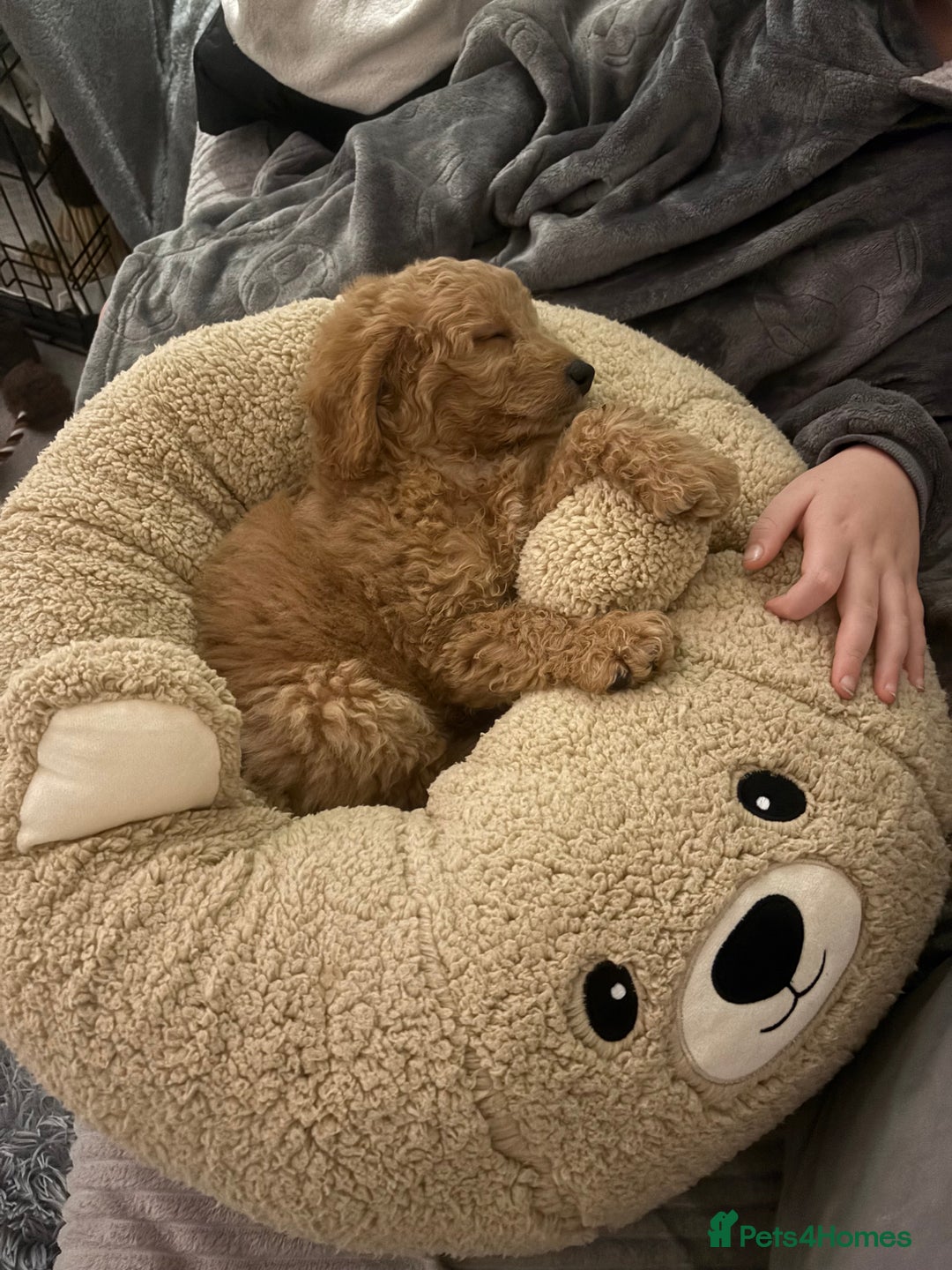 Cavapoo dogs for sale: Cavapoo looking for a forever home  - Advert 2