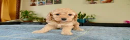 Cockapoo dogs for sale: Beautiful Cockapoo puppies for sale in Rugby - Advert 4