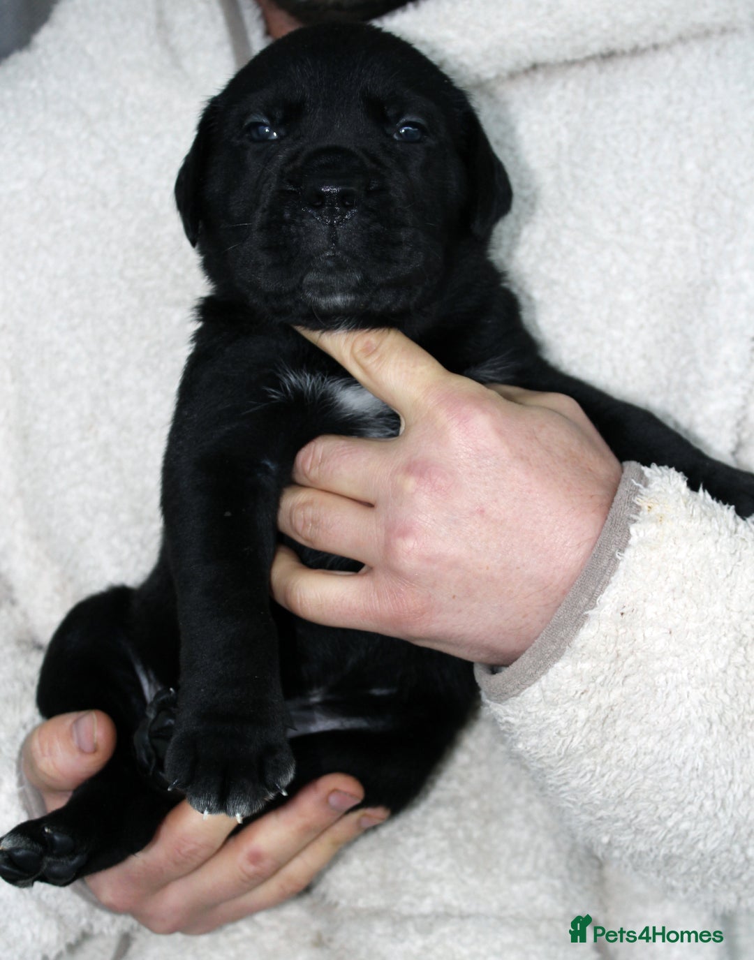 Cane Corso dogs for sale: Cane Corso Puppies from Exceptional Bloodlines, - Advert 23