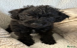 Mixed Breed dogs for sale: Patterdale cross - Image 9