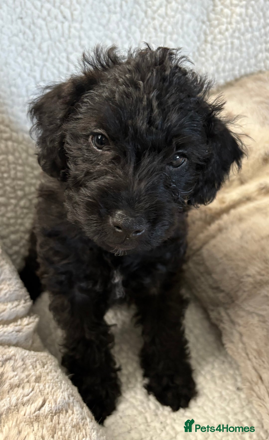 Mixed Breed dogs for sale: Patterdale cross - Image 9