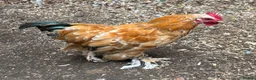 Chickens poultry for sale: 3 Little Pekin x boys - Advert 2