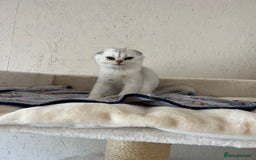 Scottish Fold cats for sale: Scottish Kittens – Fold & Straight – Ready Now - Image 33