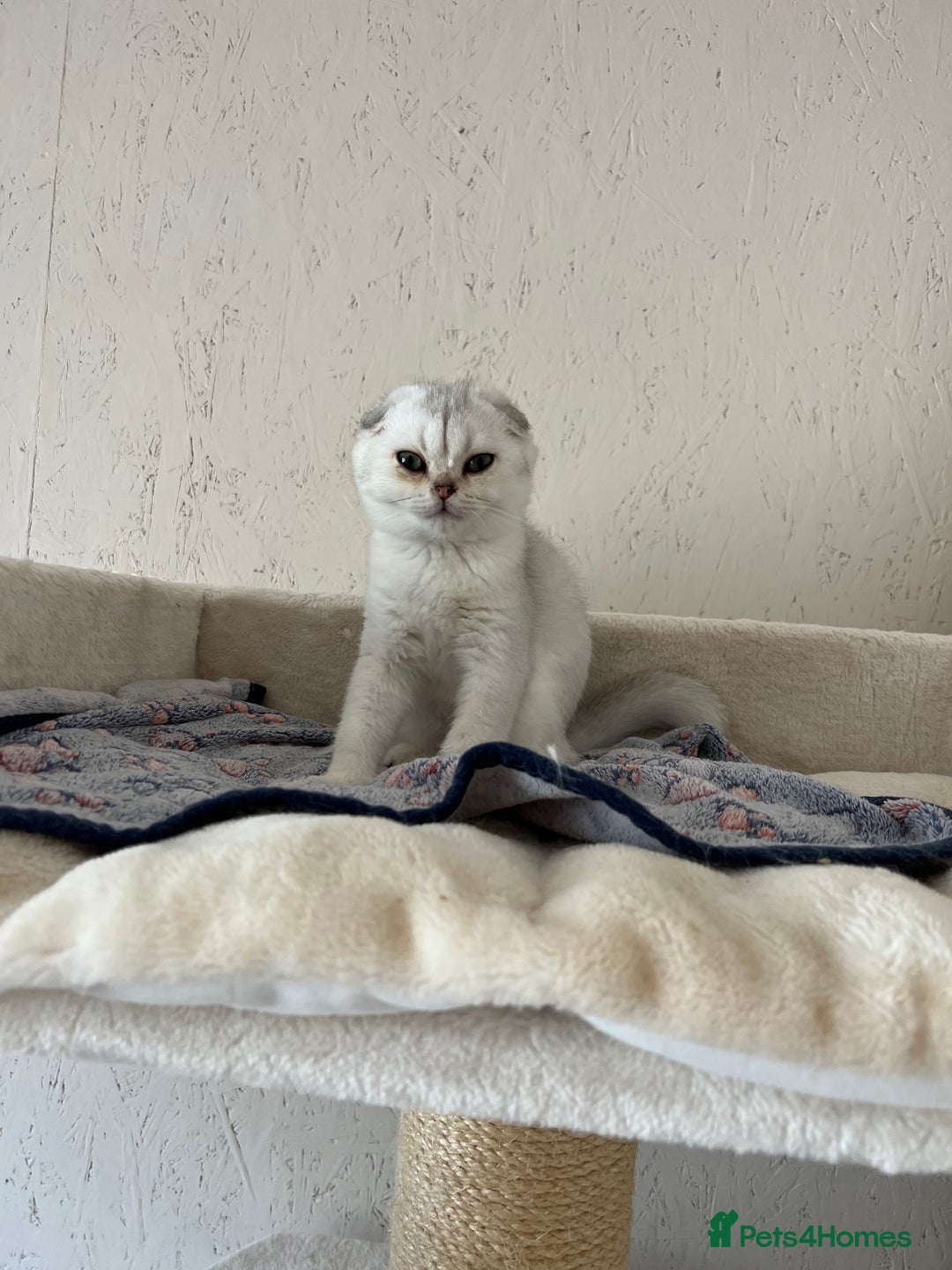 Scottish Fold cats for sale: Scottish Kittens – Fold & Straight – Ready Now - Image 33