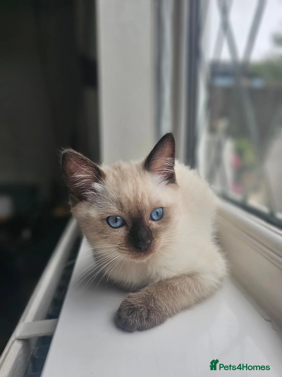 Siamese cats for sale: Beautiful Ragamese girl - Advert 2