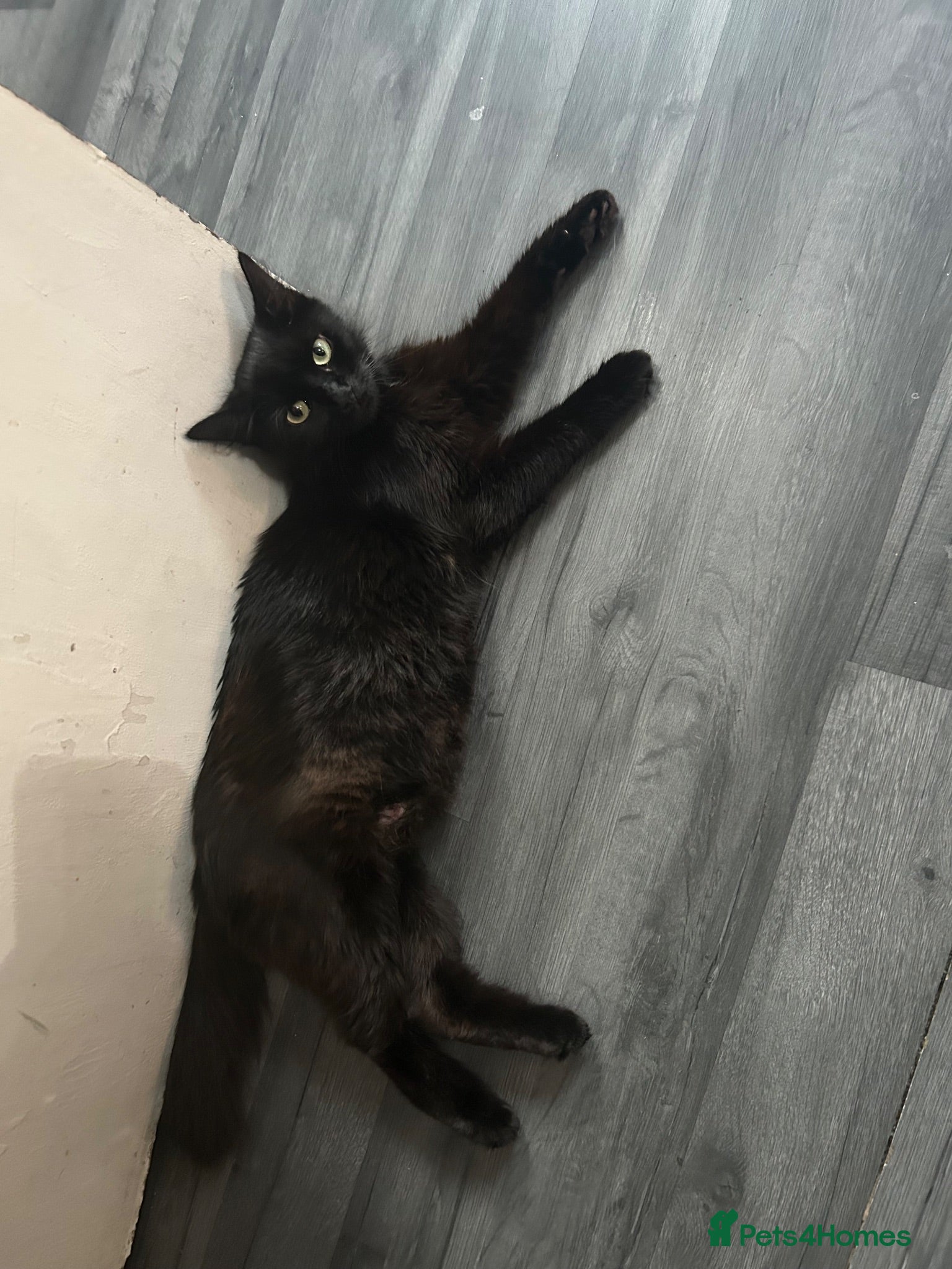 Mixed Breed cats Beautiful 6 kittens  - Advert 3