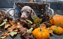 Miniature Dachshund dogs for sale: TRUE MINIATURE DASCHUND BABIES only 5 - Image 27