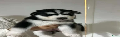 Siberian Husky 7