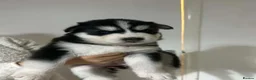 Siberian Husky dogs for sale: Siberian Husky  in Wednesbury - Advert 10