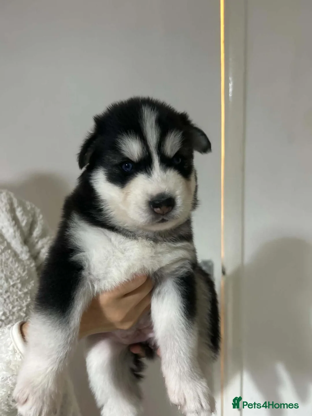 Siberian Husky dogs for sale: Siberian Husky  in Wednesbury - Advert 10