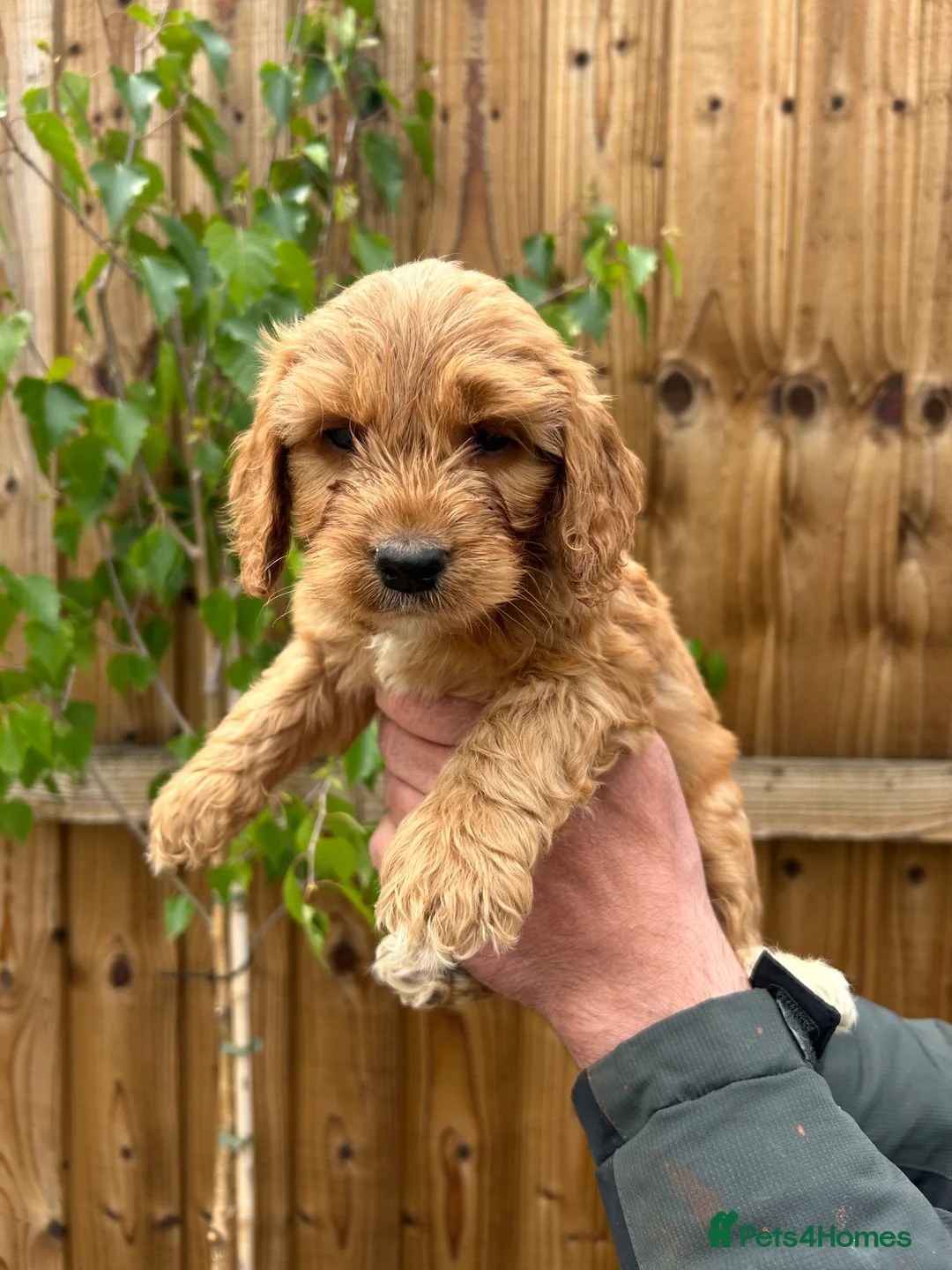 Cockapoo dogs for sale: F1 gorgeous cockapoo puppy’s  - Advert 24