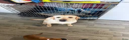 Labrador Retriever dogs for sale: 15 month old female Labrador  - Advert 9