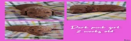 Mini Goldendoodle dogs for sale: DNA health tested miniature f2b goldendoodles in Stevenage - Advert 4