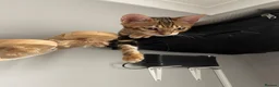 Bengal cats for sale: Pedigree Bengal kittens ready now - Advert 6