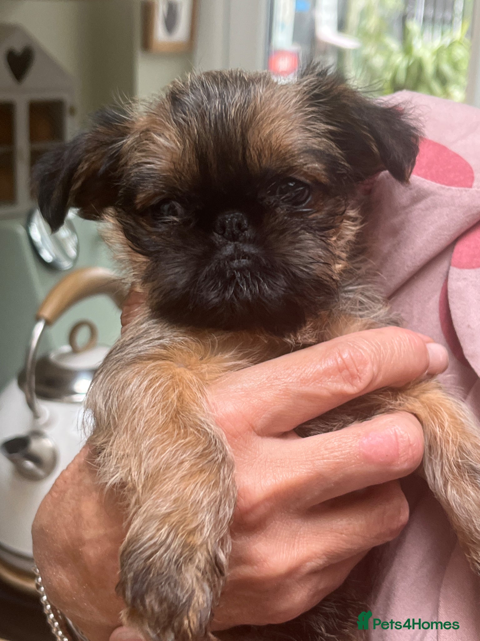 Griffon Bruxellois dogs New kids on the block  - Advert 2