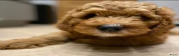 Australian Labradoodle dogs for sale: 🐶Stunning Australian Labradoodles 5⭐Breeder - Advert 1