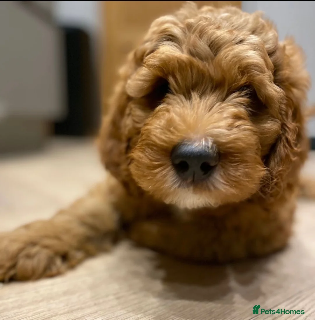 Australian Labradoodle dogs for sale: 🐶Stunning Australian Labradoodles 5⭐Breeder - Advert 1
