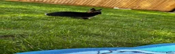 Netherland Dwarf rabbits for sale: Dwarf lovely rabbit  in Rochester - Advert 3