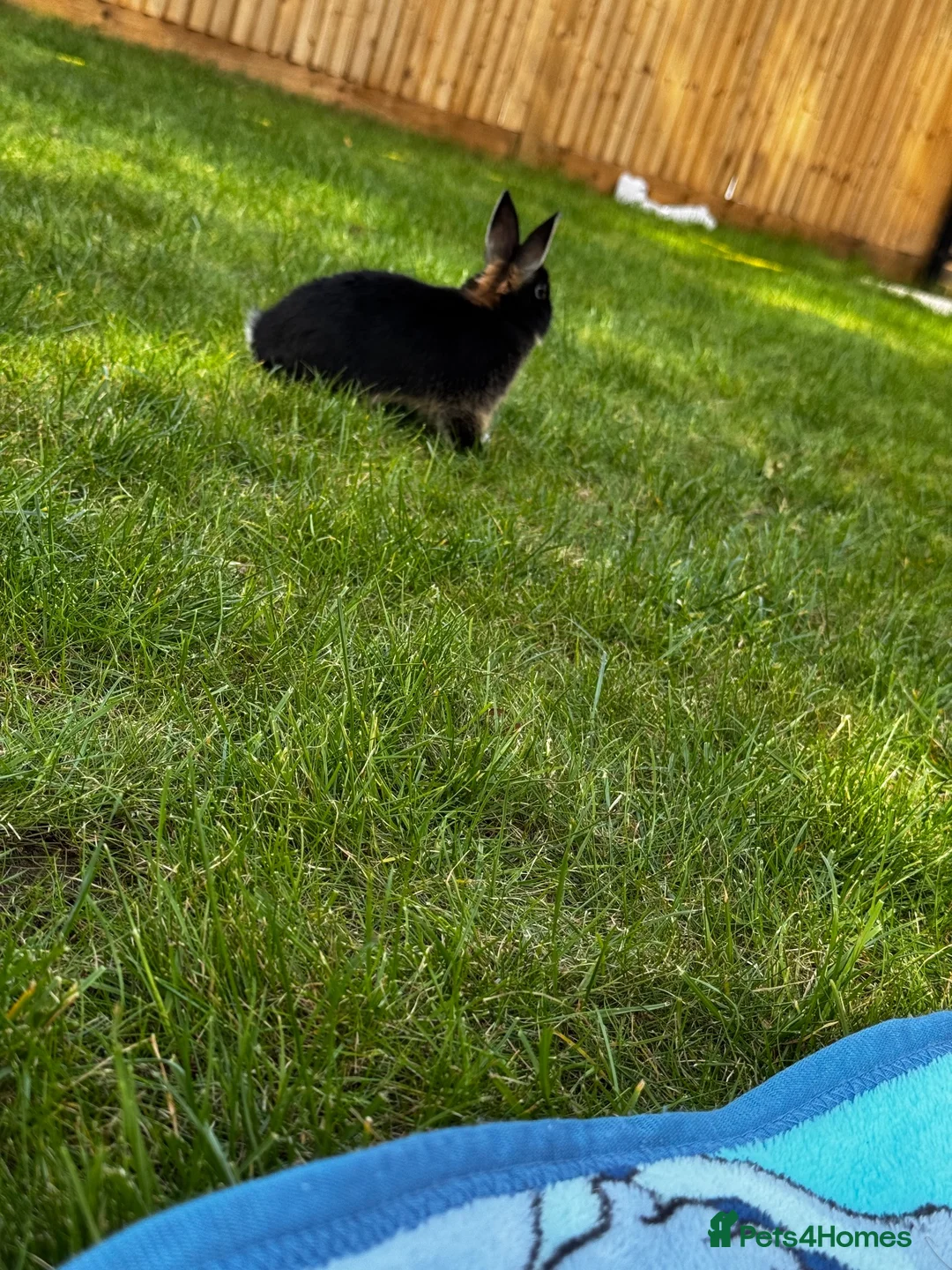 Netherland Dwarf rabbits for sale: Dwarf lovely rabbit  in Rochester - Advert 3