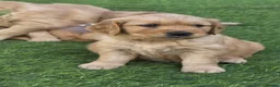 Golden Retriever dogs for sale: Lovely Golden Retriever Puppy's  - Advert 10