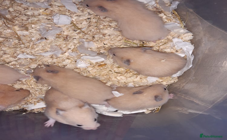 Hamster rodents - Advert 1
