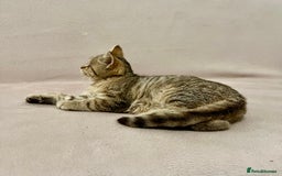 British Shorthair cats for sale: Charming pure BSH kitten - Image 11