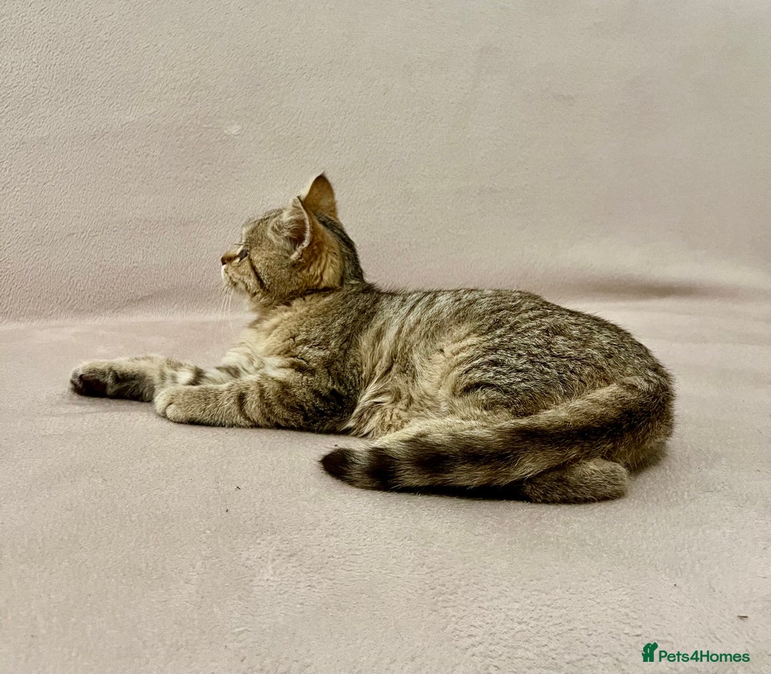 British Shorthair cats for sale: Charming pure BSH kitten - Image 11