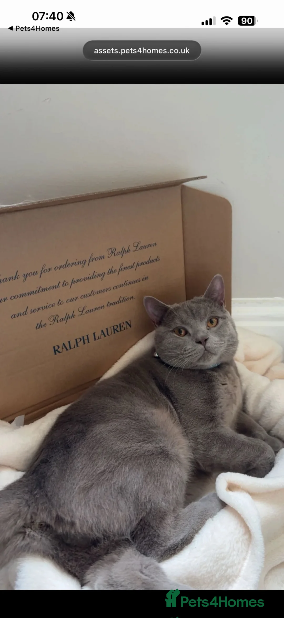 British Shorthair cats for sale: Lilac British Shorthair GCCF & TICA Registered - Advert 2