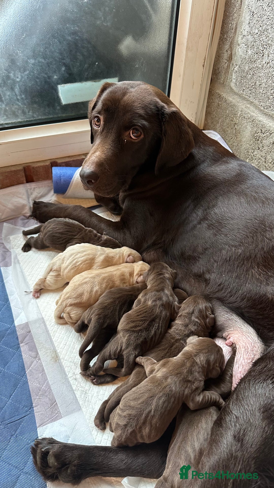 Labrador Retriever dogs for sale: 9 perfect Labrador puppies  - Advert 9