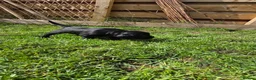 Mixed Breed dogs for sale: Field spaniel cross puppies kc Activity registered - Advert 17