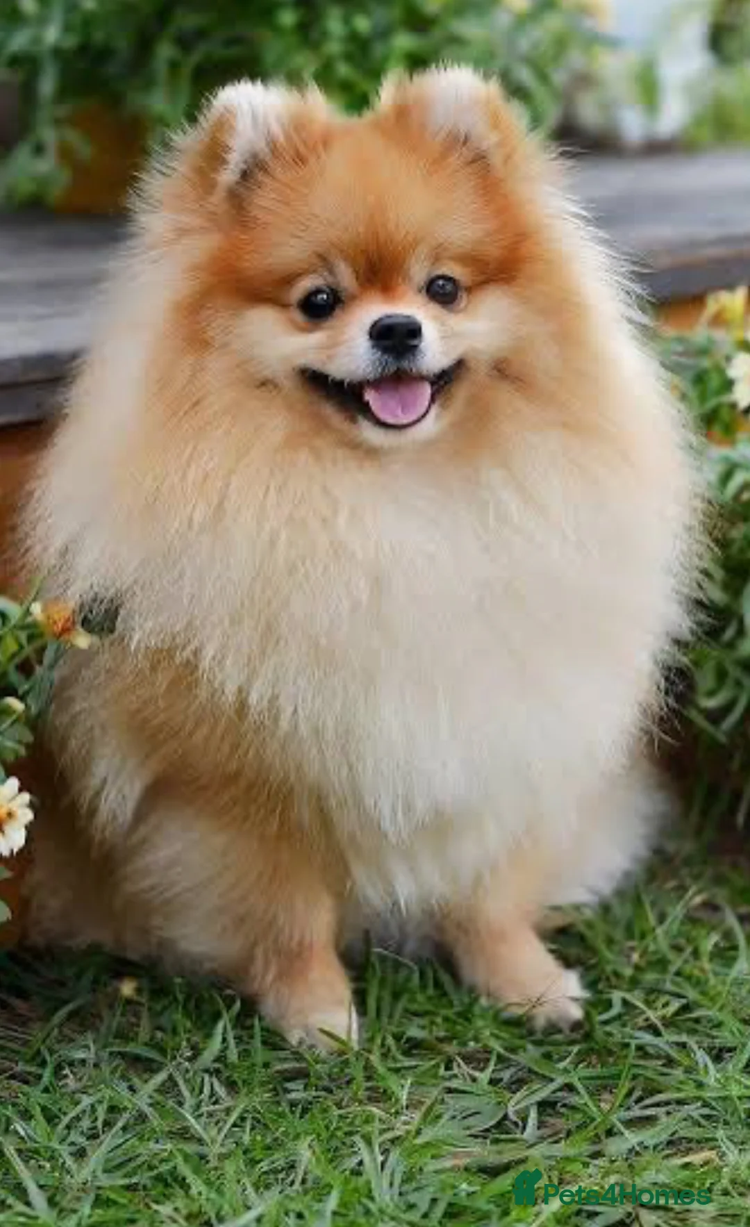 Pomeranian dogs for sale: Stunning Pomeranian puppies  in Liverpool - Advert 12