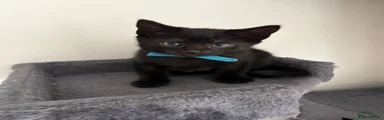 Mixed Breed Kitten 3