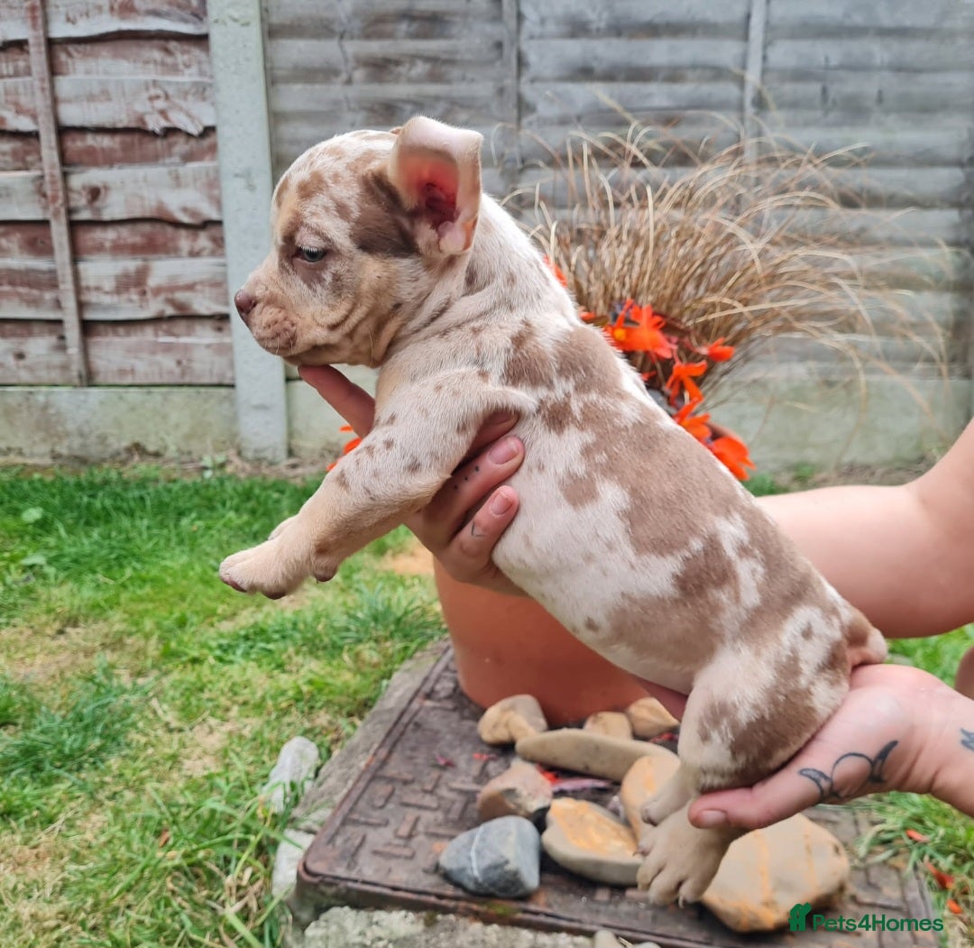 American Bully dogs for sale: David  - Image 5