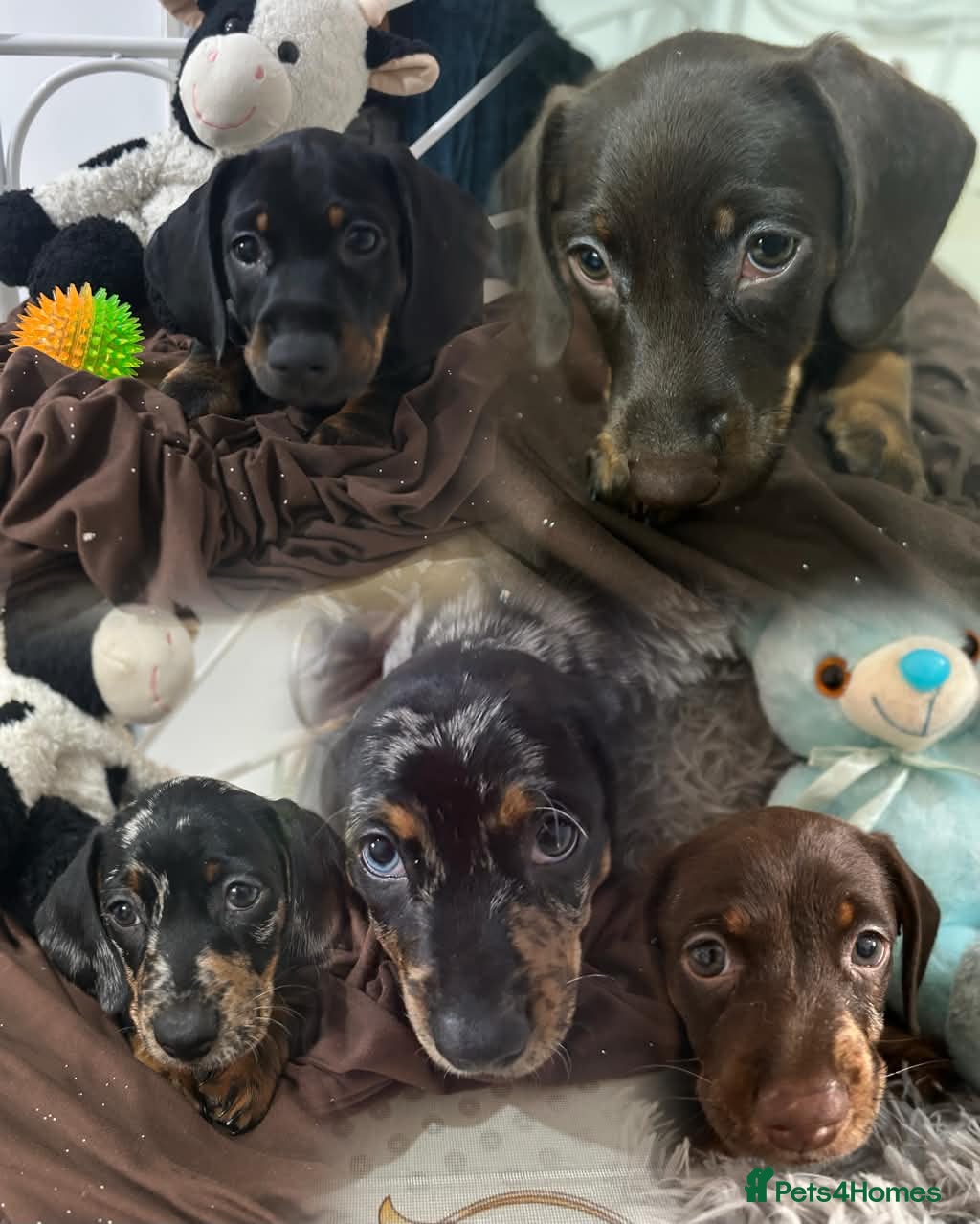 Dachshund dogs 🐶Beautiful Dachshund Puppies for Sale🐶 - Advert 16