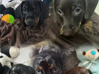 Dachshund dogs 🐶Beautiful Dachshund Puppies for Sale🐶 - Advert 16