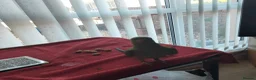 Parakeets birds for sale: Indian ring neck parrot  - Advert 9