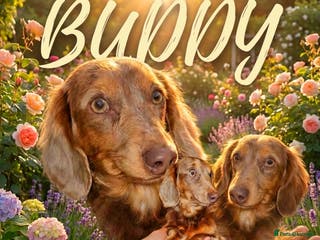 Miniature Dachshund dogs 🩵Miniature long haired Daschund boy🩵 - Advert 16