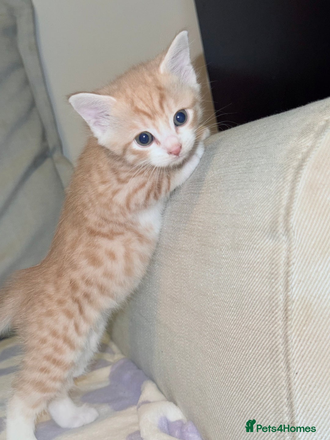 Scottish Fold cats for sale: Scottish fold mix with tabby .  - Image 11