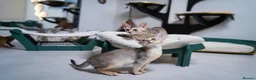 Abyssinian cats for sale: Pure Silver Abyssinian Champion Lines 🏆 Tica - Advert 5