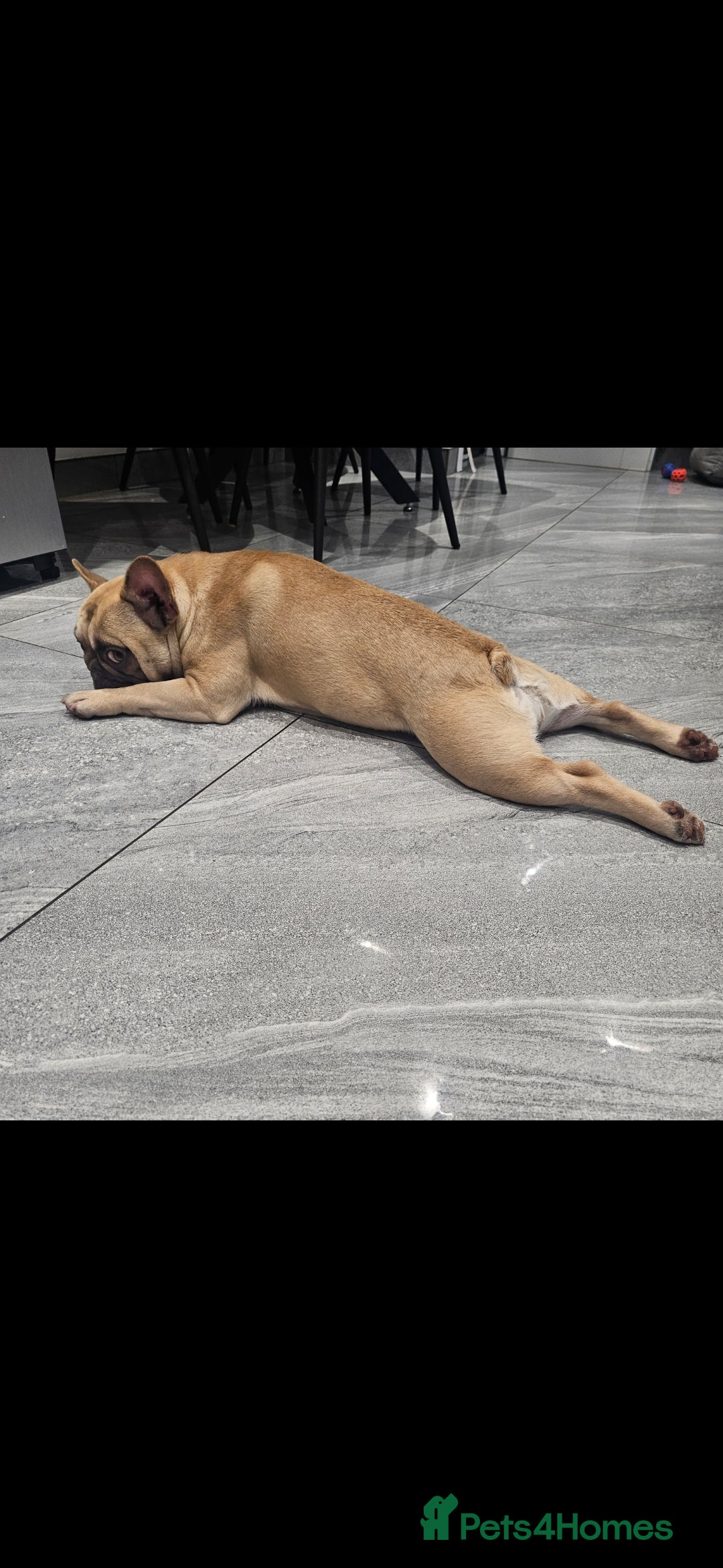 French Bulldog dogs for sale: 2 years old Lola looking for home forever  - Image 3