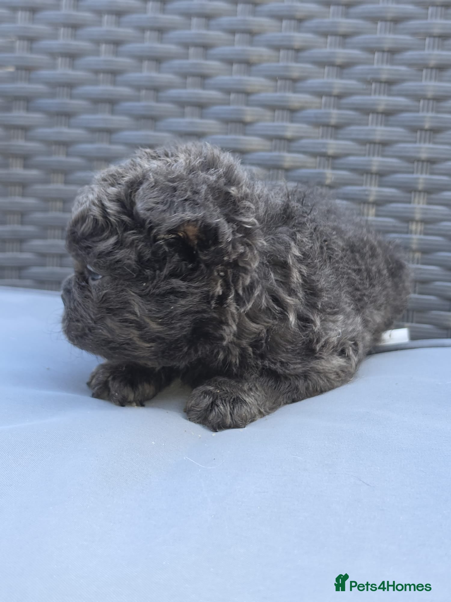 French Bulldog dogs Beautiful C2 Carrying Fluffy Frenchies - Advert 1